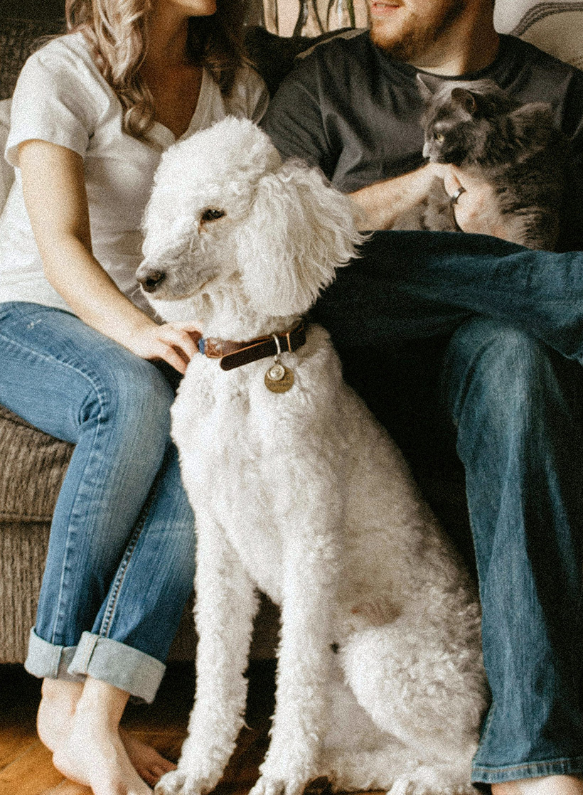 Learn how to safely secure stray animals, scan for microchips, and help us bridge the gap between lost companions and their searching families.