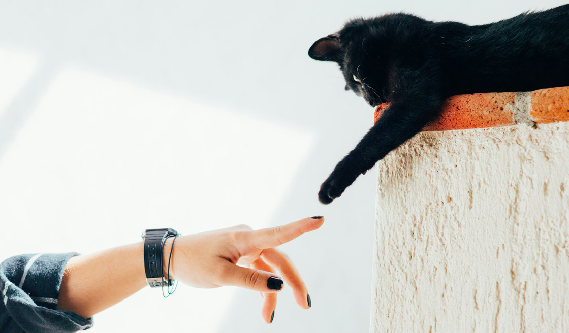 Every rescue begins the moment a lost pet is safely found by a caring human hand—but that is only the first chapter