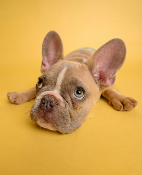 We believe that every dog, cat, or any animal deserves to be found by a human hand and a loving heart.