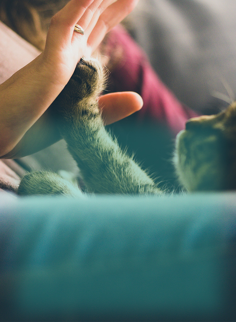 You can make a monthly or a one-time gift and help ensure that every lost, abandoned, and forgotten animal is Found, healed, and cherished by a forever family.