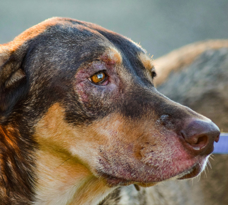 Donate today and make a dog life-saving difference!