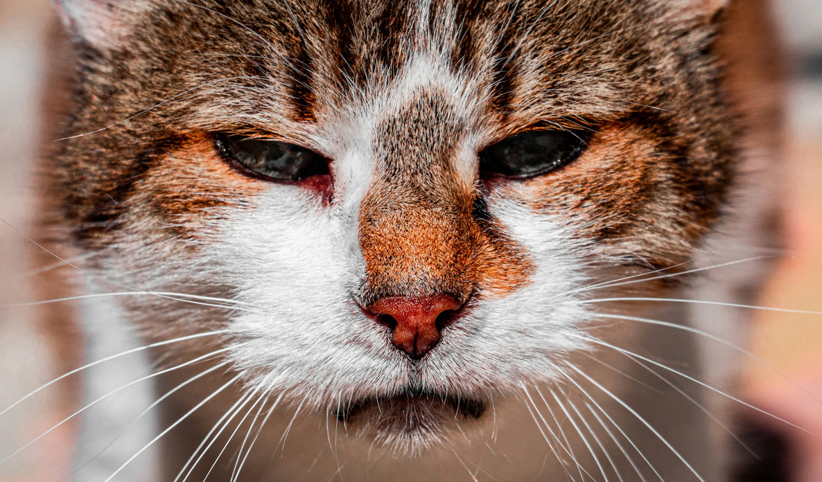 Donate today and make a cat life-saving difference!