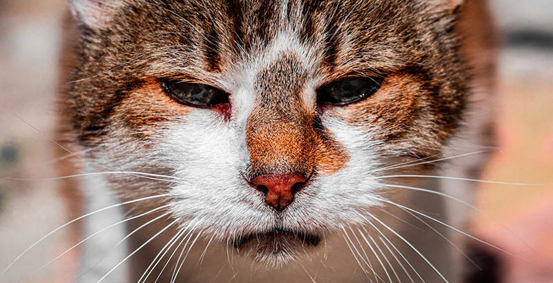 Feline Rescue, we believe that true rehabilitation requires more than just medicine—it requires a soft place to land, patience, and the warmth of a human connection.