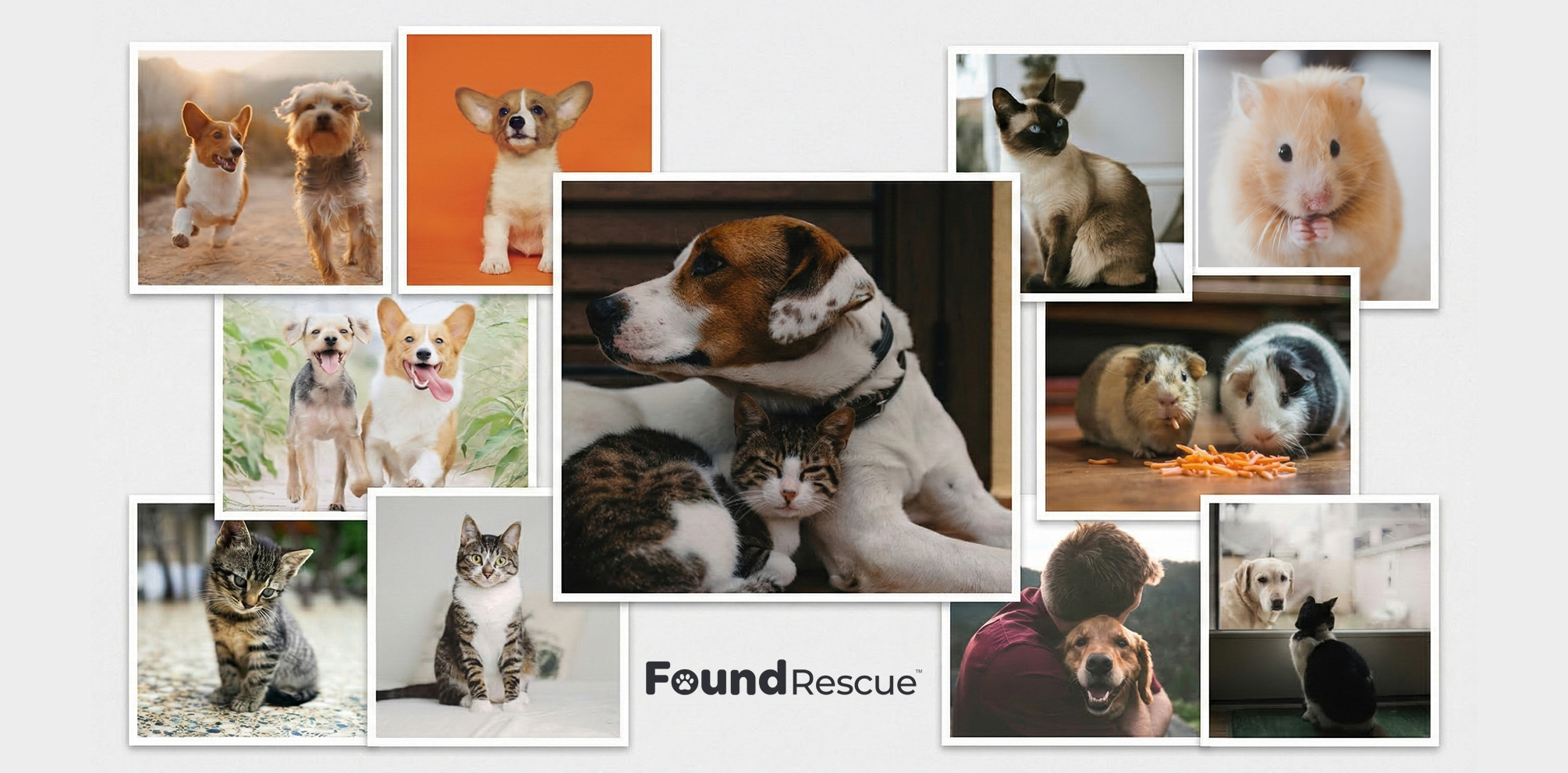 For the forgotten, the stray, and the voiceless: We are here to rewrite their story.