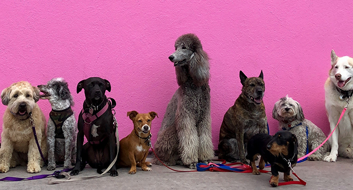 At Found Rescue, we are more than just a shelter.