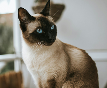 Found Rescue Cat Mission