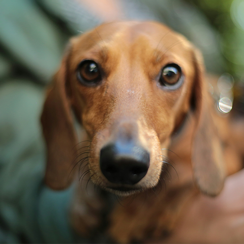 Found Rescue Dogs Mission