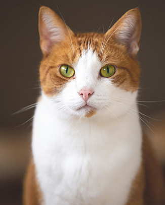Found Rescue Cat Mission