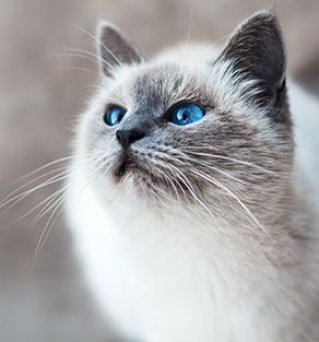 Found Rescue Cat Mission