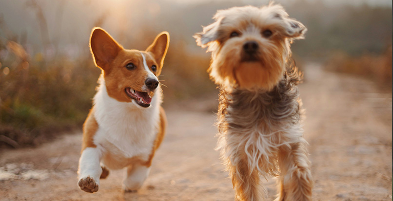 At Found Rescue, we believe that the absolute best outcome for a stray animal is a safe return to the people who already love them.