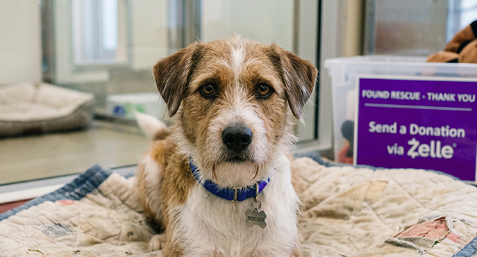 At Found Rescue, we accept Donations via Zelle.
