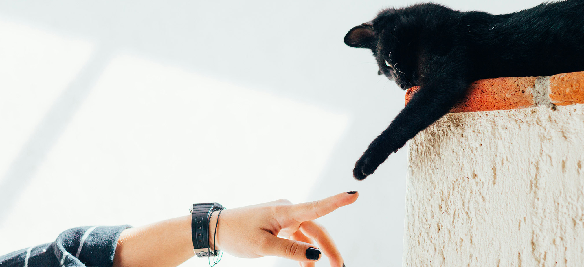 Whether you welcomed a rescue into your family, fostered an animal through recovery, or helped reunite a lost pet, your experience matters.