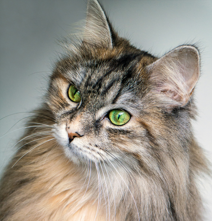 Arizona Small Cat and Pet Rescue