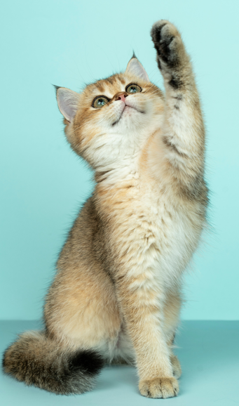 Arizona Kitty Rescue