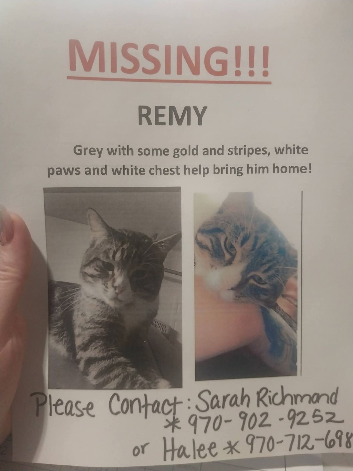 Pet Found ID: 280897