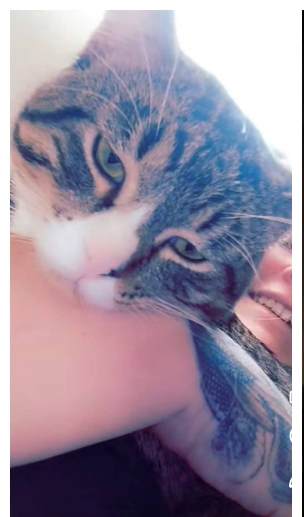 Pet Found ID: 280897