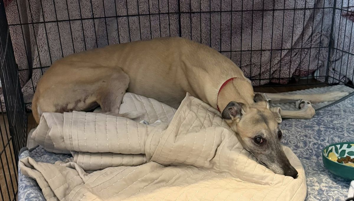 Pet Found ID: 280901