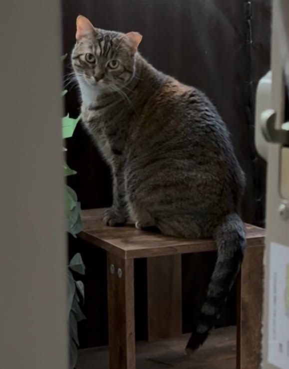 Pet Found ID: 280902