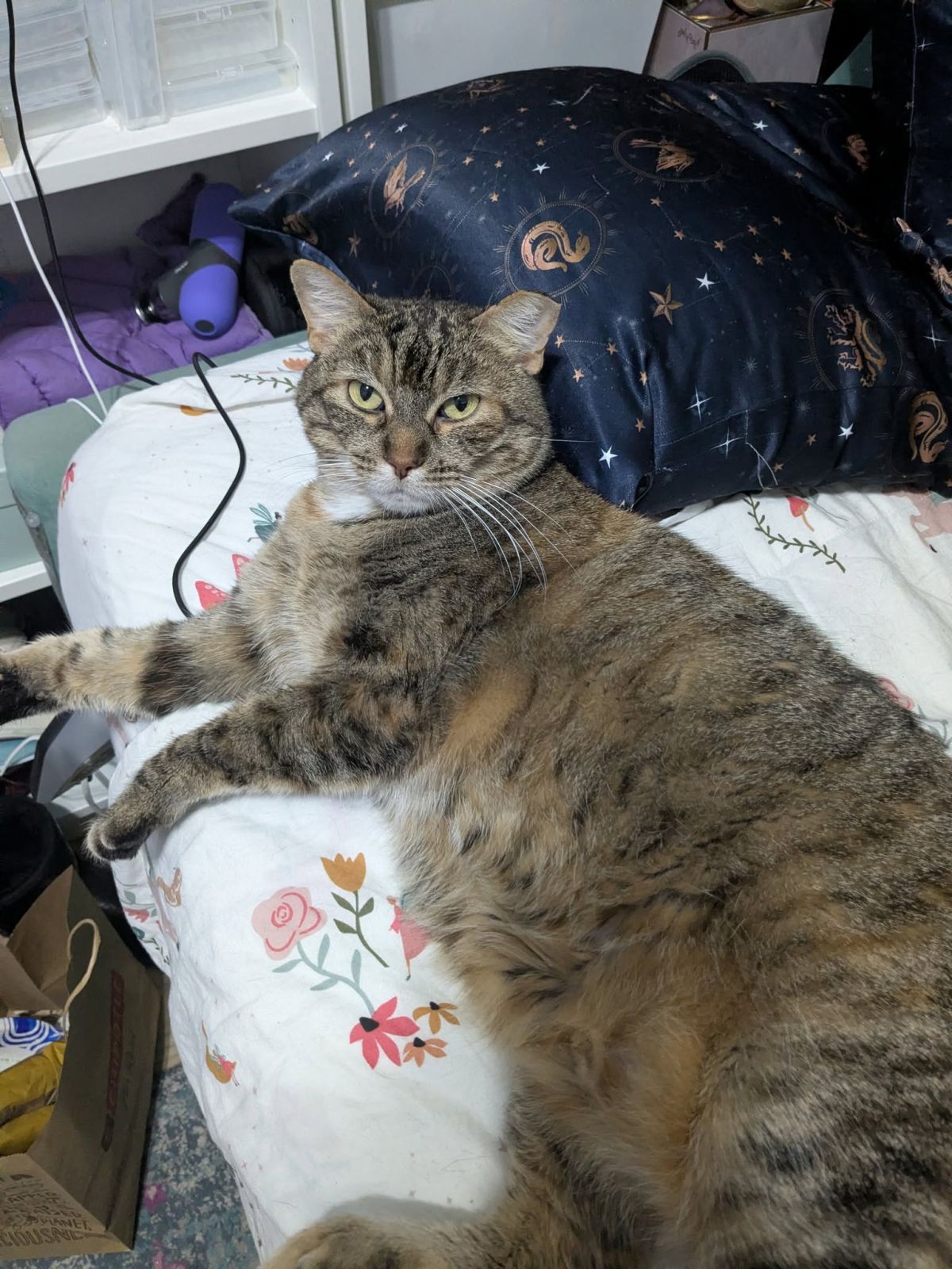 Pet Found ID: 280902
