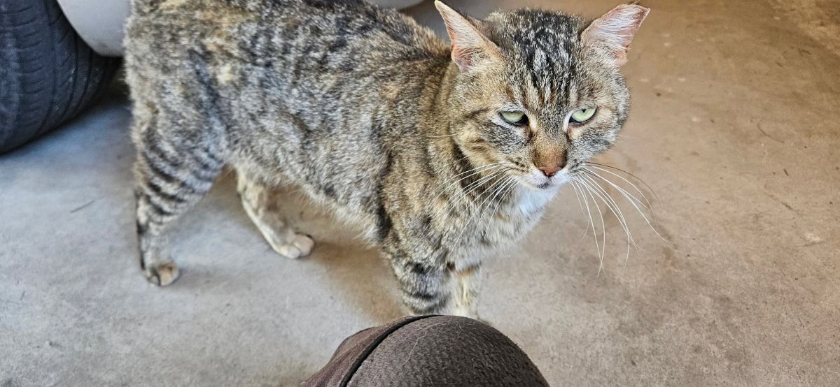 Pet Found ID: 280902