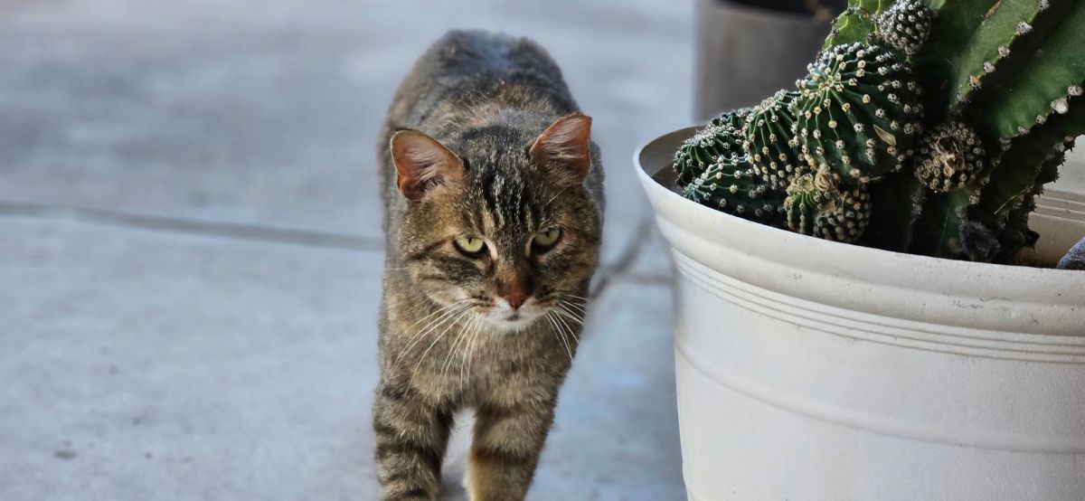 Pet Found ID: 280902