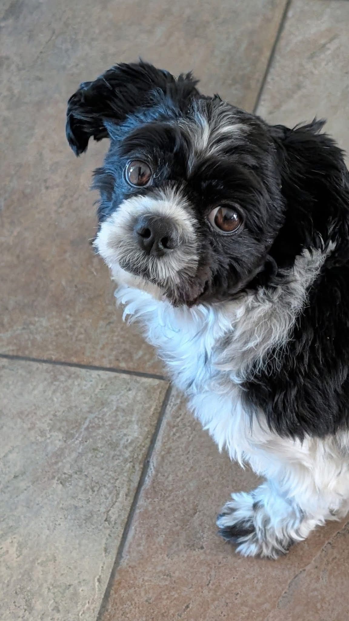 Pet Found ID: 280904