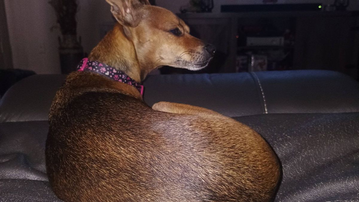 Pet Found ID: 280905