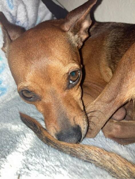 Pet Found ID: 280905