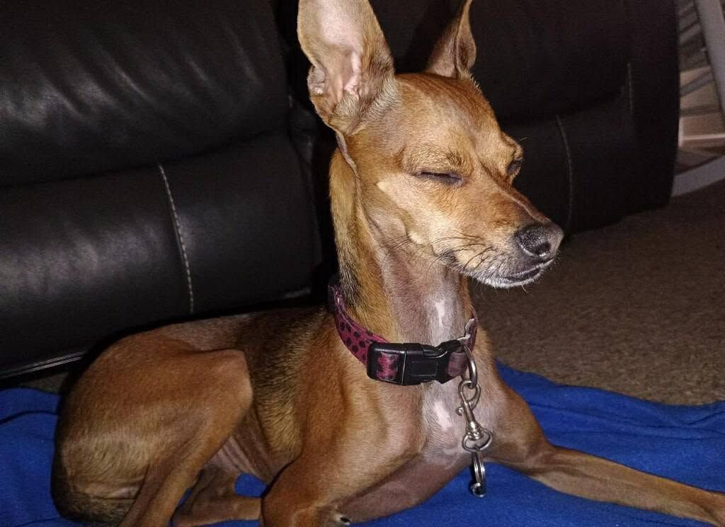 Pet Found ID: 280905