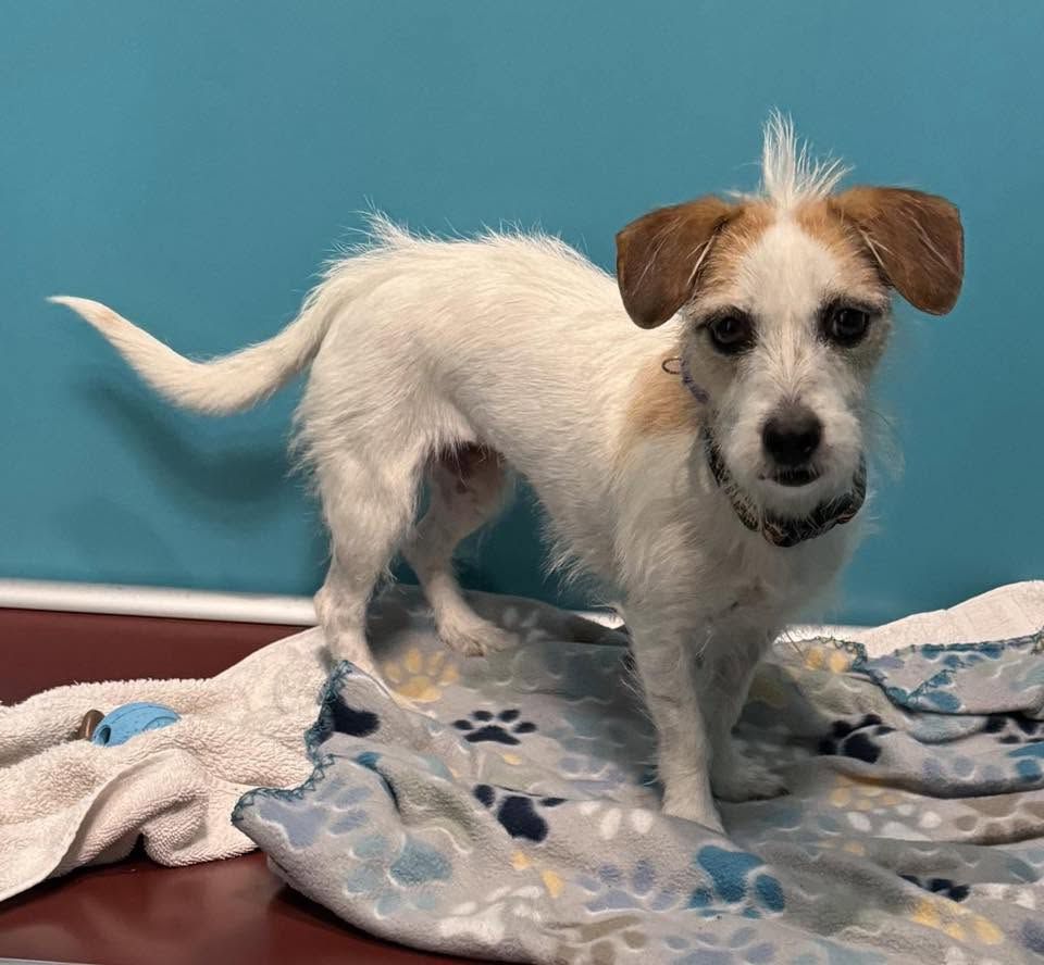 Lost Dog