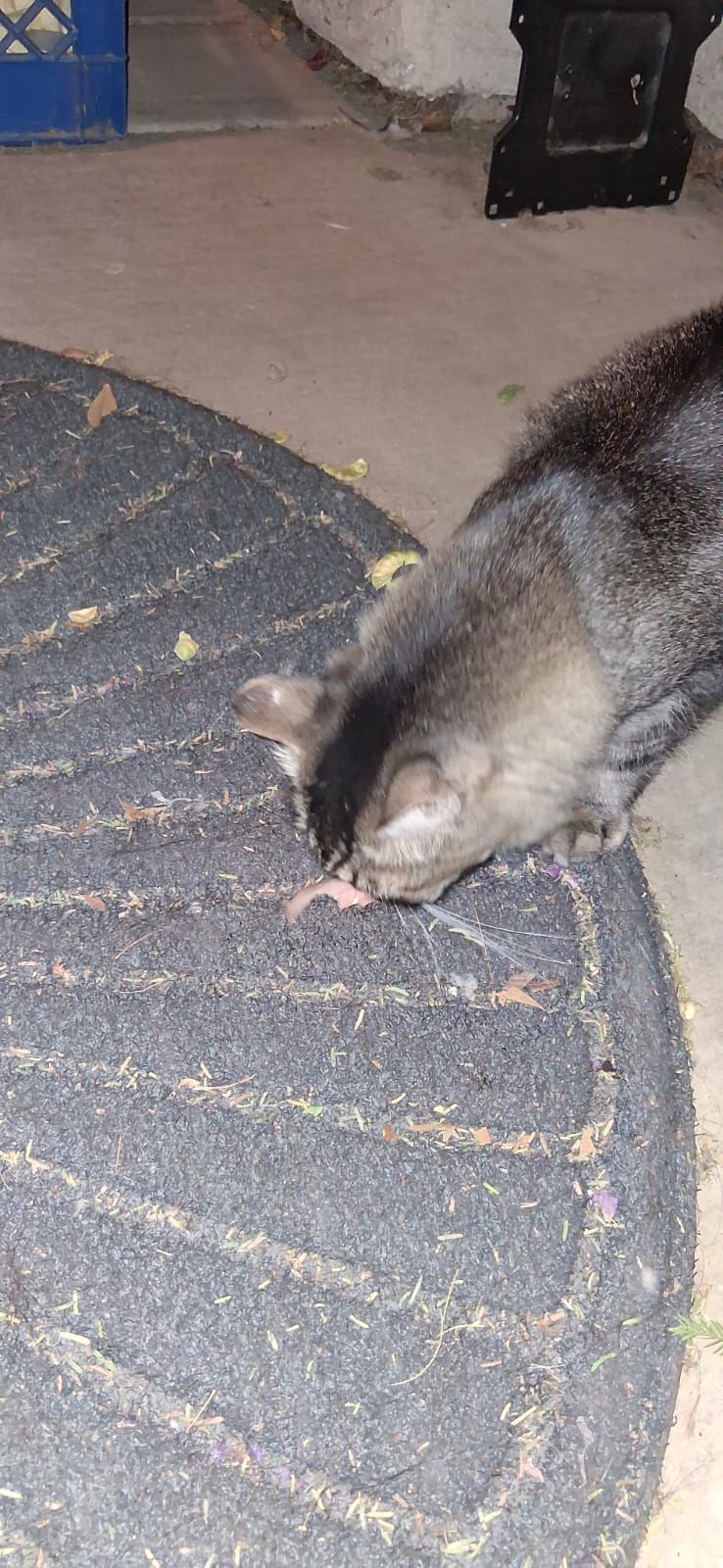 Found Cat
