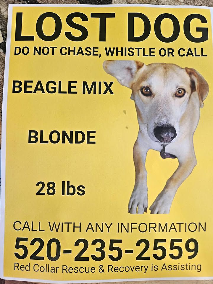 Pet Found ID: 280909